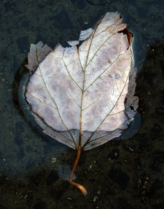 Illustration for article titled Shooting Challenge Fall Leaves Gallery 11